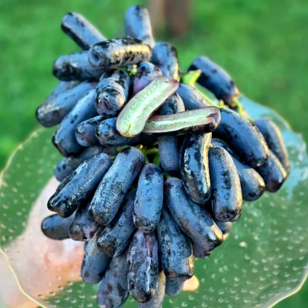 수량한정 사파이어포도 산지직송 고당도 특품 12,330원