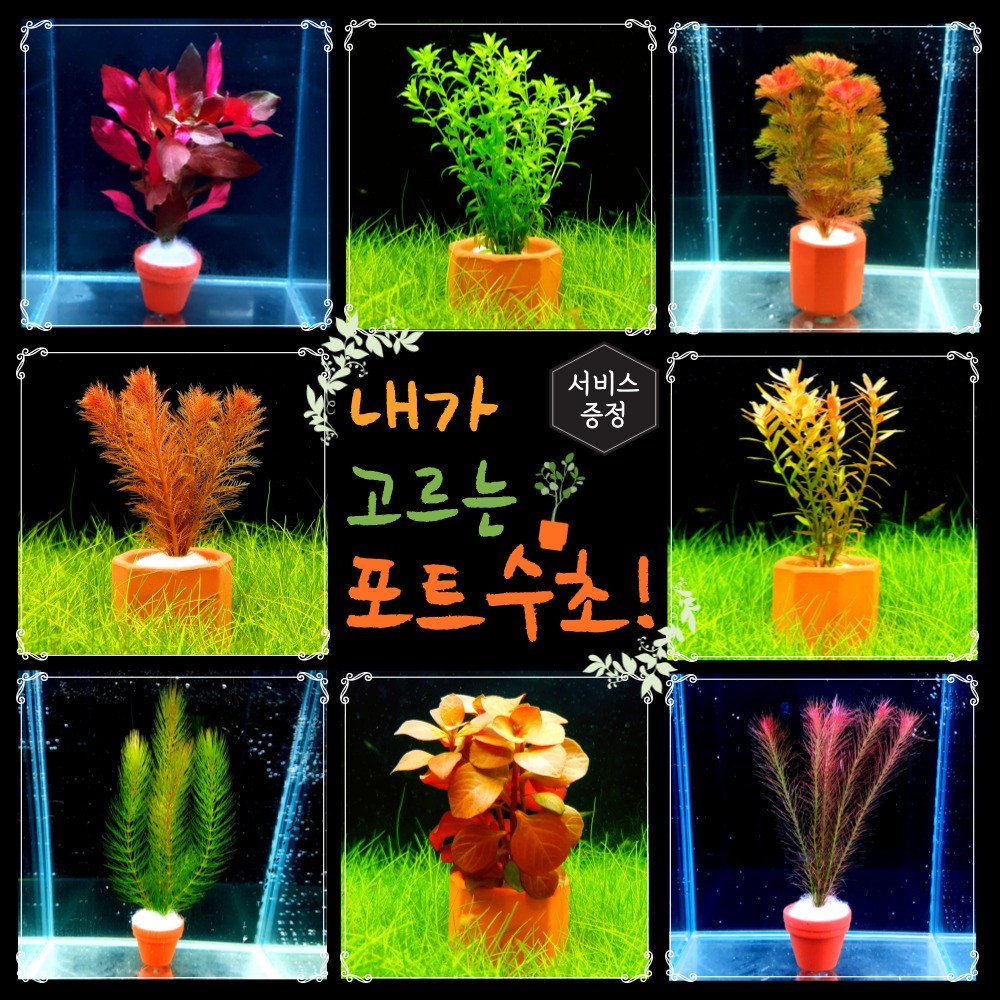 [미초] 내가 고르는 포트수초 / 부모님선물/ 인테리어 /초보자 수초 / 구피 수초 5,000원
