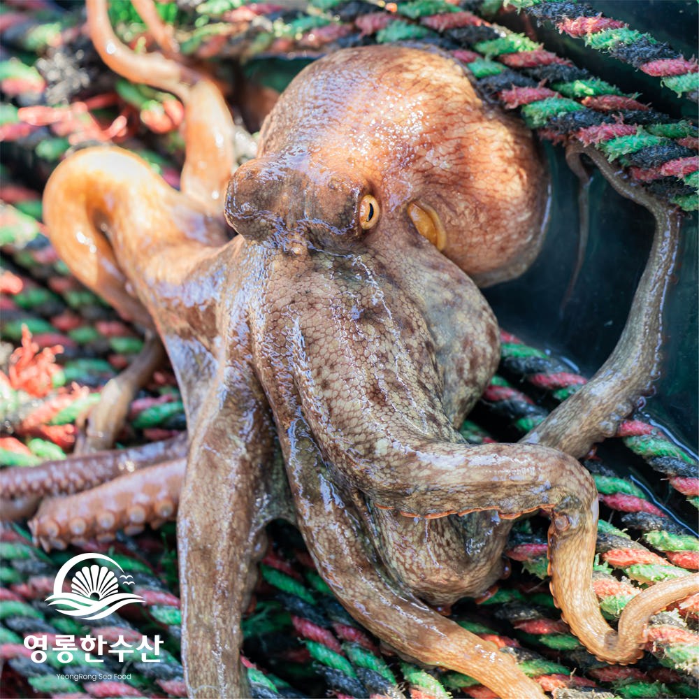 영롱한수산 (산지직송) 자연산 제철 생물 돌문어 1kg (1~3미), 1개, 돌문어 1kg 37,400원