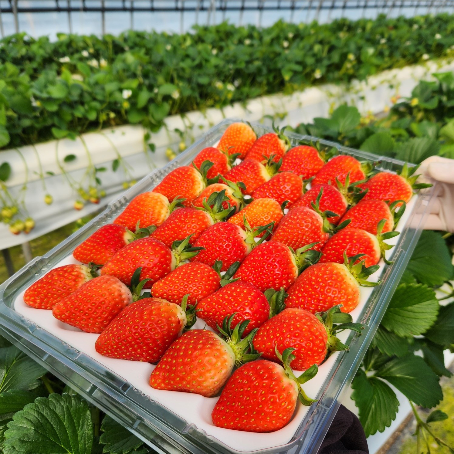 [논산 산지직송] 국내산 프리미엄 설향 생딸기 고당도 제철과일 26,300원