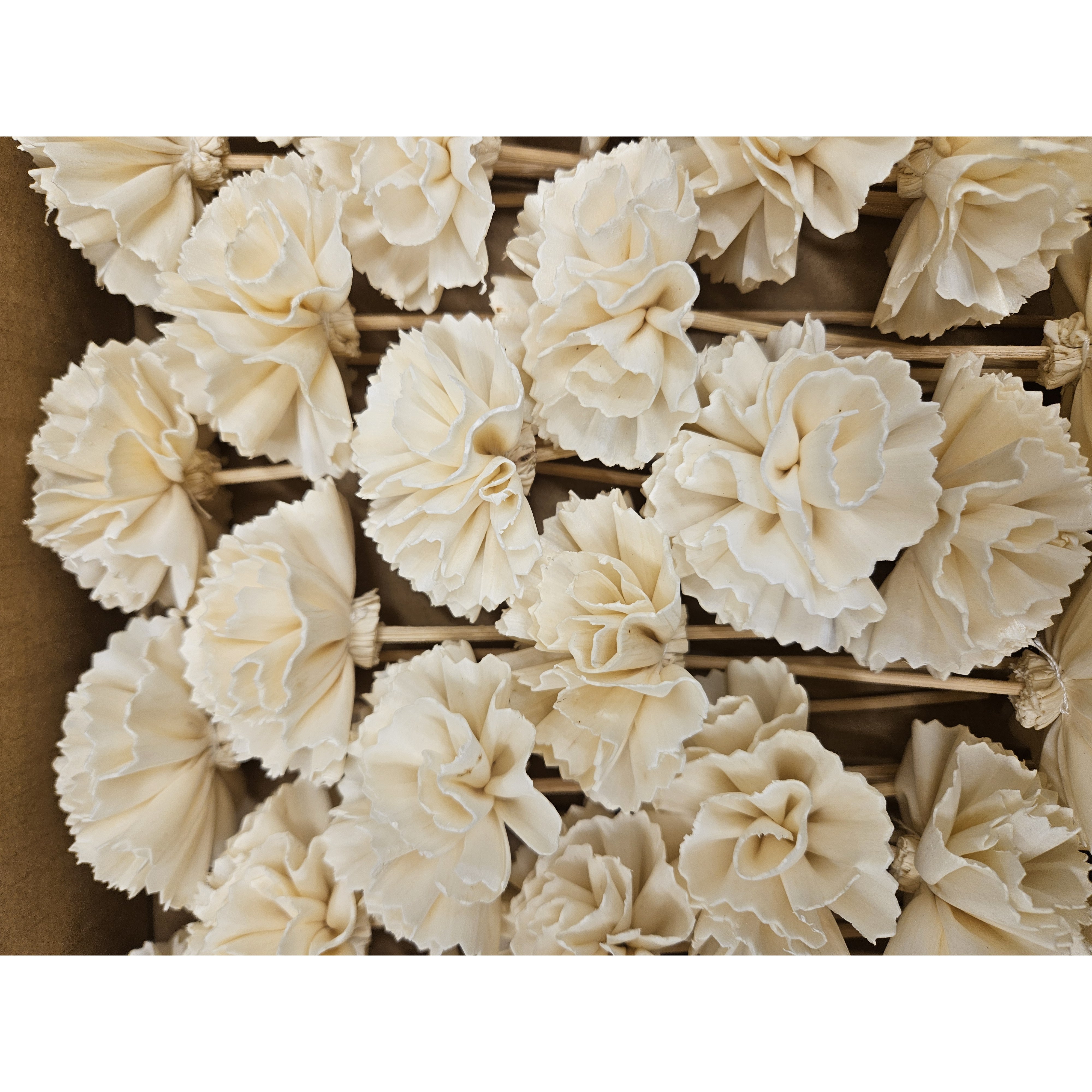 [캔들메이드] 카네이션 아이보리 스틱, 아이보리, 1개, 50개입 23,000원