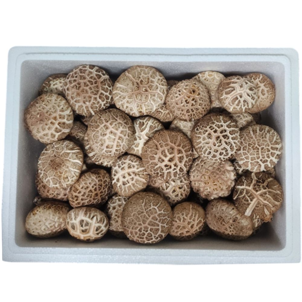 산지직송 도담 생표고버섯 못난이 1kg 8,800원