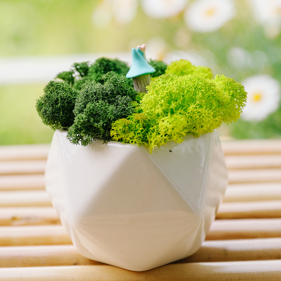 리빙앤유 숲 바다 산호 투톤 스칸디아모스 화분 스프링그린 + 모스그린 11,640원