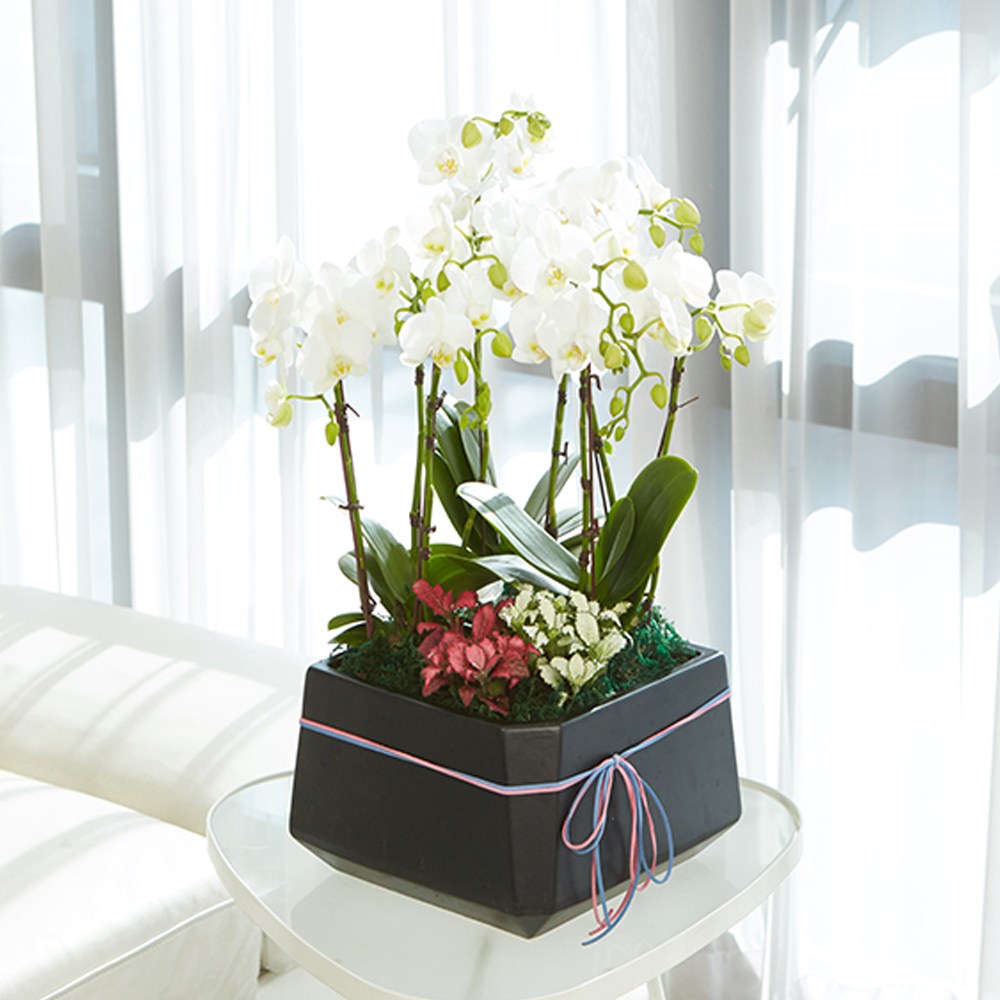 농원청년 서양란 화이트호접란 4호 승진 영전 취임 인사이동 개업 개업식 축하화분 당일배송, 1개 139,000원