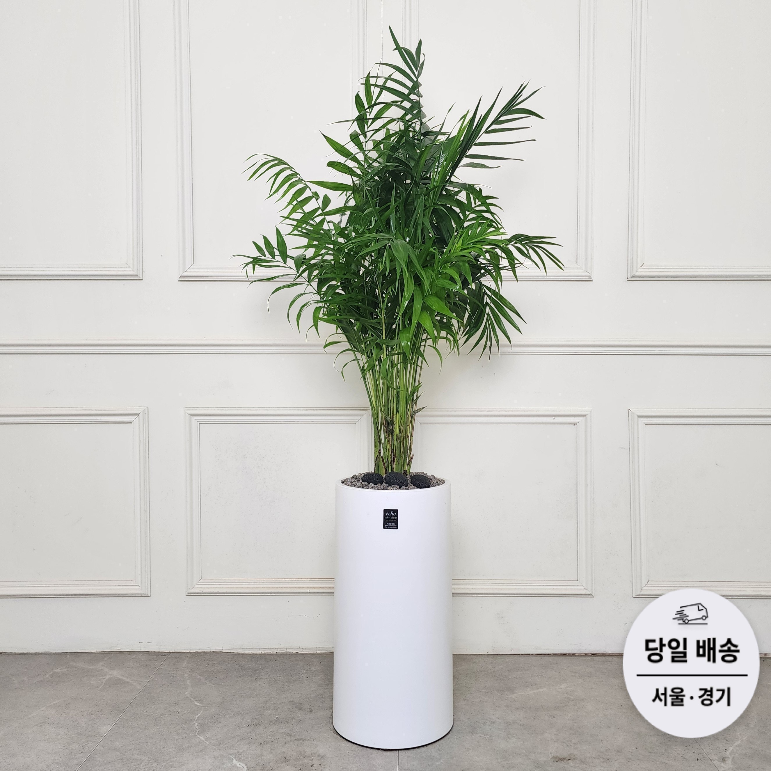 에코플랜트 (당일배송) 극락조 거실 공기정화 식물 승진 취임 개업  축하 화분 배달 69,750원