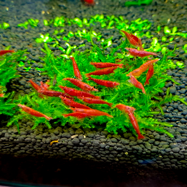 키우기 쉬운 삼각모스 자와모스 활착타일(5cm*5cm) 18,990원