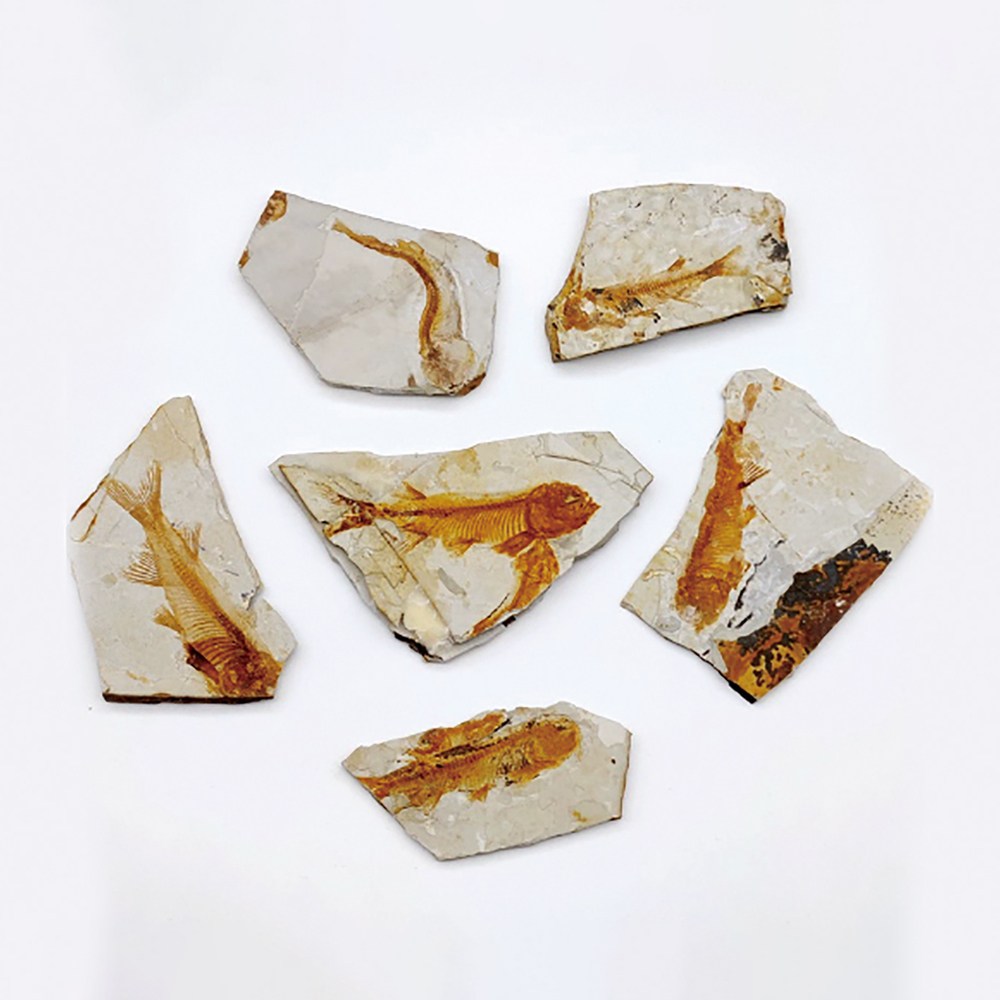 물고기 실물 화석(보관케이스포함)지층과 화석 13,800원