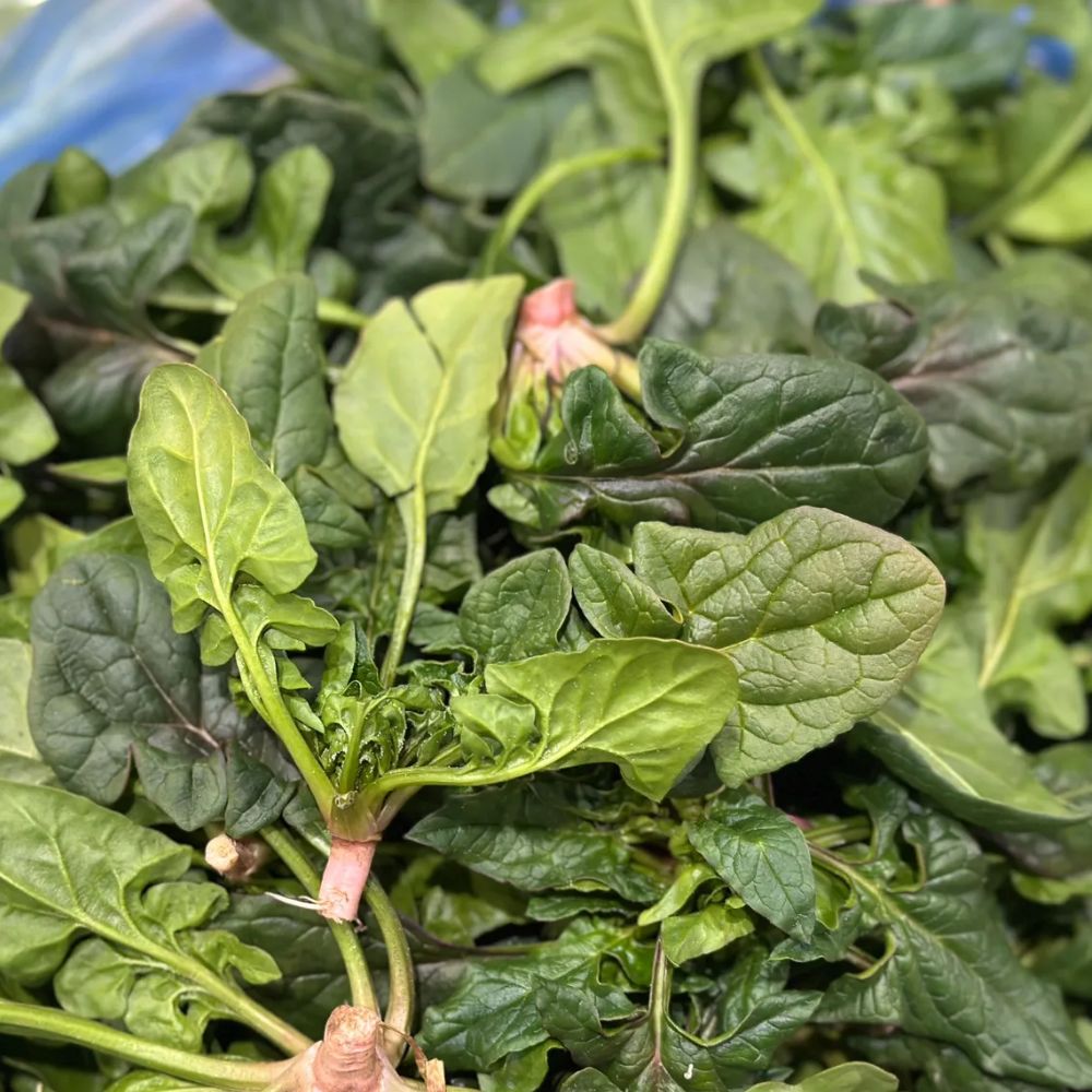 해풍맞고 자란 섬초 보물초 신안 팔금 남해 겨울시금치 21,900원