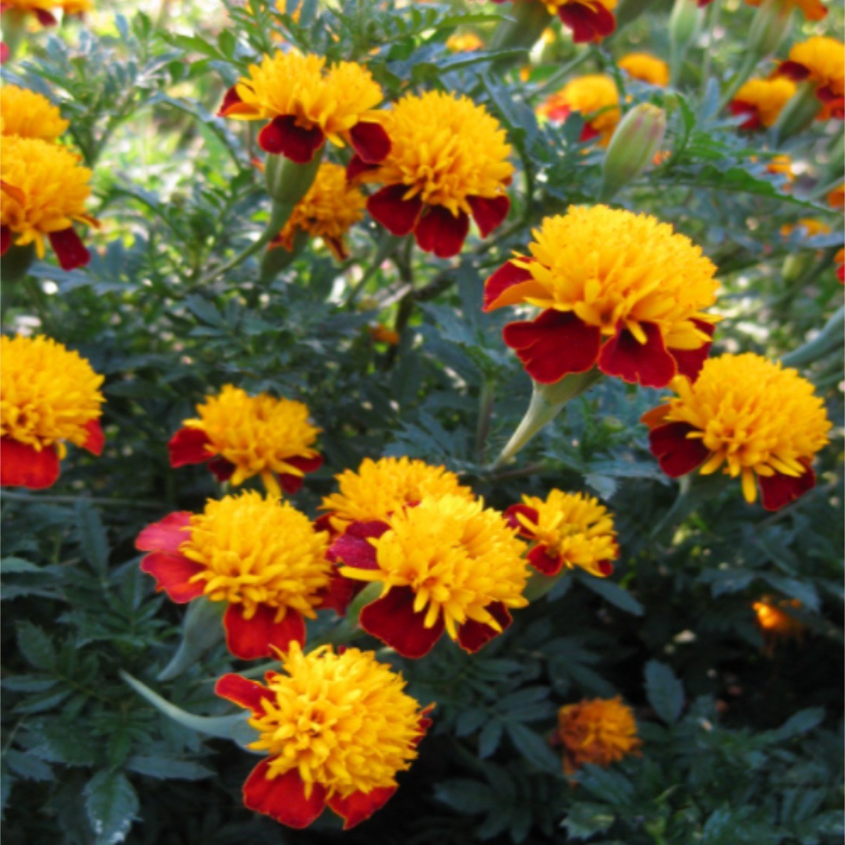 키작은 개성파 메리골드 씨앗 5종세트, 1개 14,000원