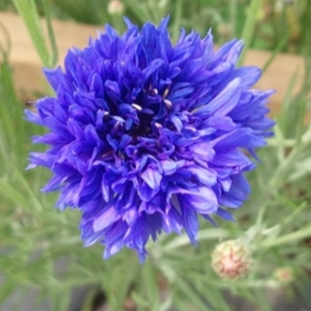 아시아종묘 씨앗 꽃 수레국화 1kg, 1개 32,000원