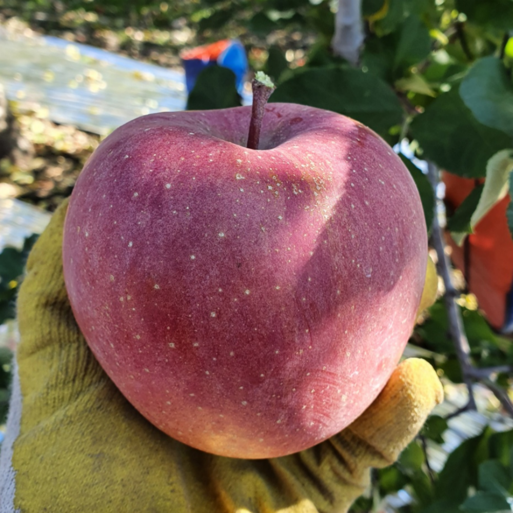 유가얼음골농원 껍질째먹는 밀양얼음골사과 햇부사 89,900원