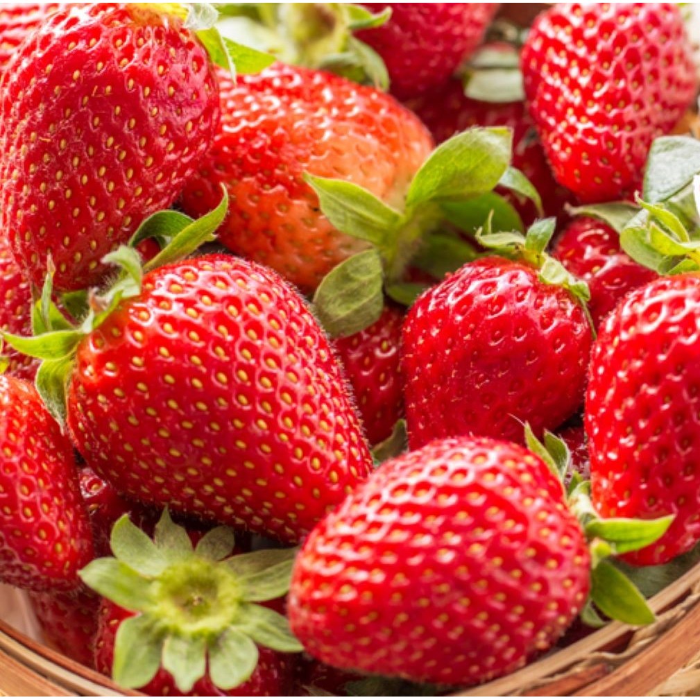 달달과즙 눈꽃향기 고당도 프리미엄 설향딸기, 1박스, 750g(특24구) 27,800원