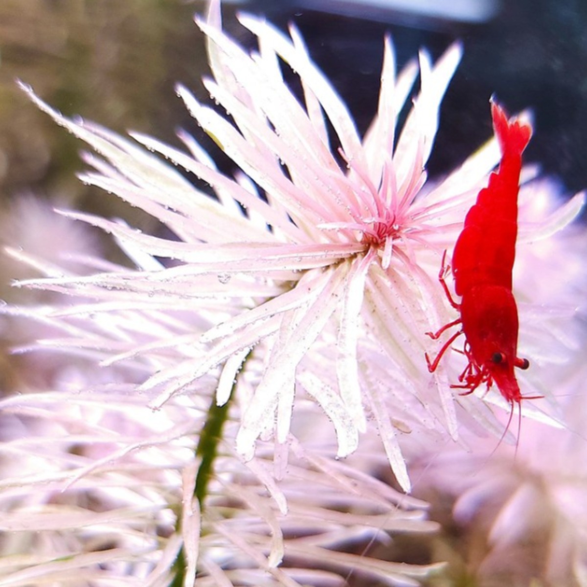 [미초] 루드위지아 먼치킨 슈퍼화이트 수초 1촉 / 중후경 수초 / 레이아웃 / 어항 수초 7,900원