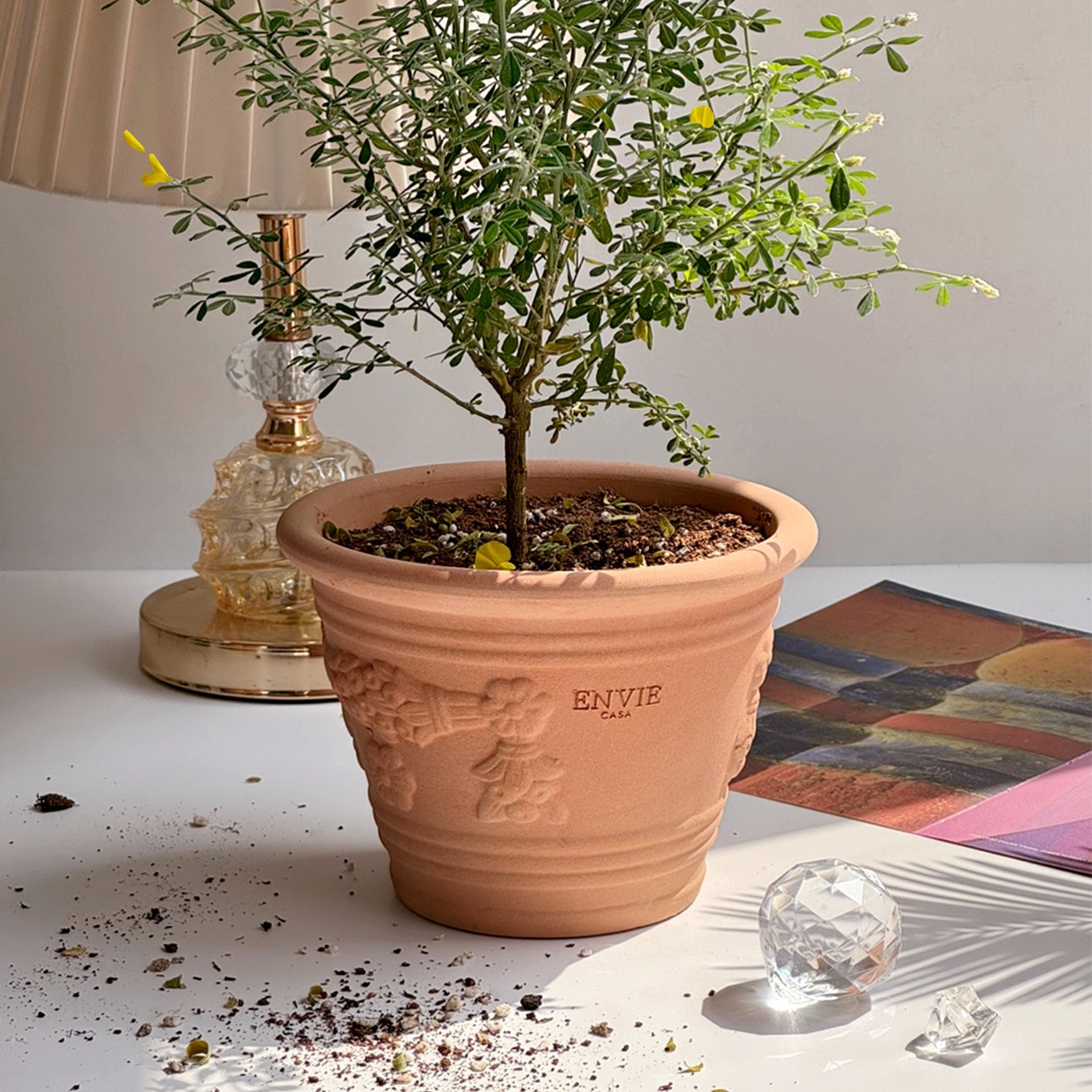 앙비까사 매화토분, 피치 6,000원