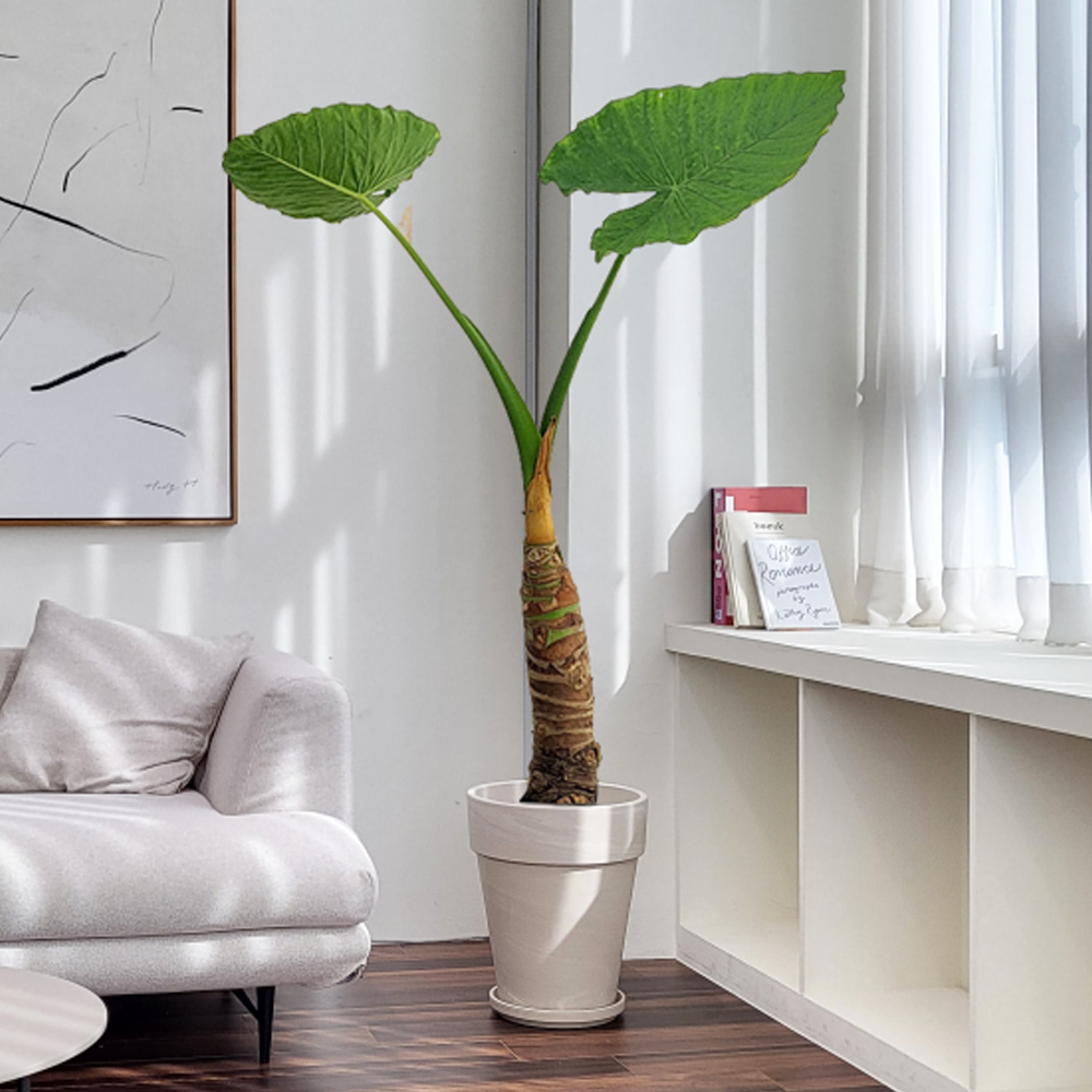 농원청년 크림토분 취임 영전 이직 승진 축하화분 실내 공기정화식물 사무실 카페 매장 공간 인테리어식물 거실화분 집들이 개업식 축하화환 여인초 금전수 뱅갈고무나무 아레카야자 행운목 167,000원