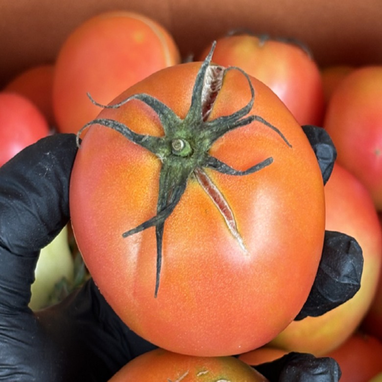 완숙 찰 토마토 주스용 못난이 15,100원