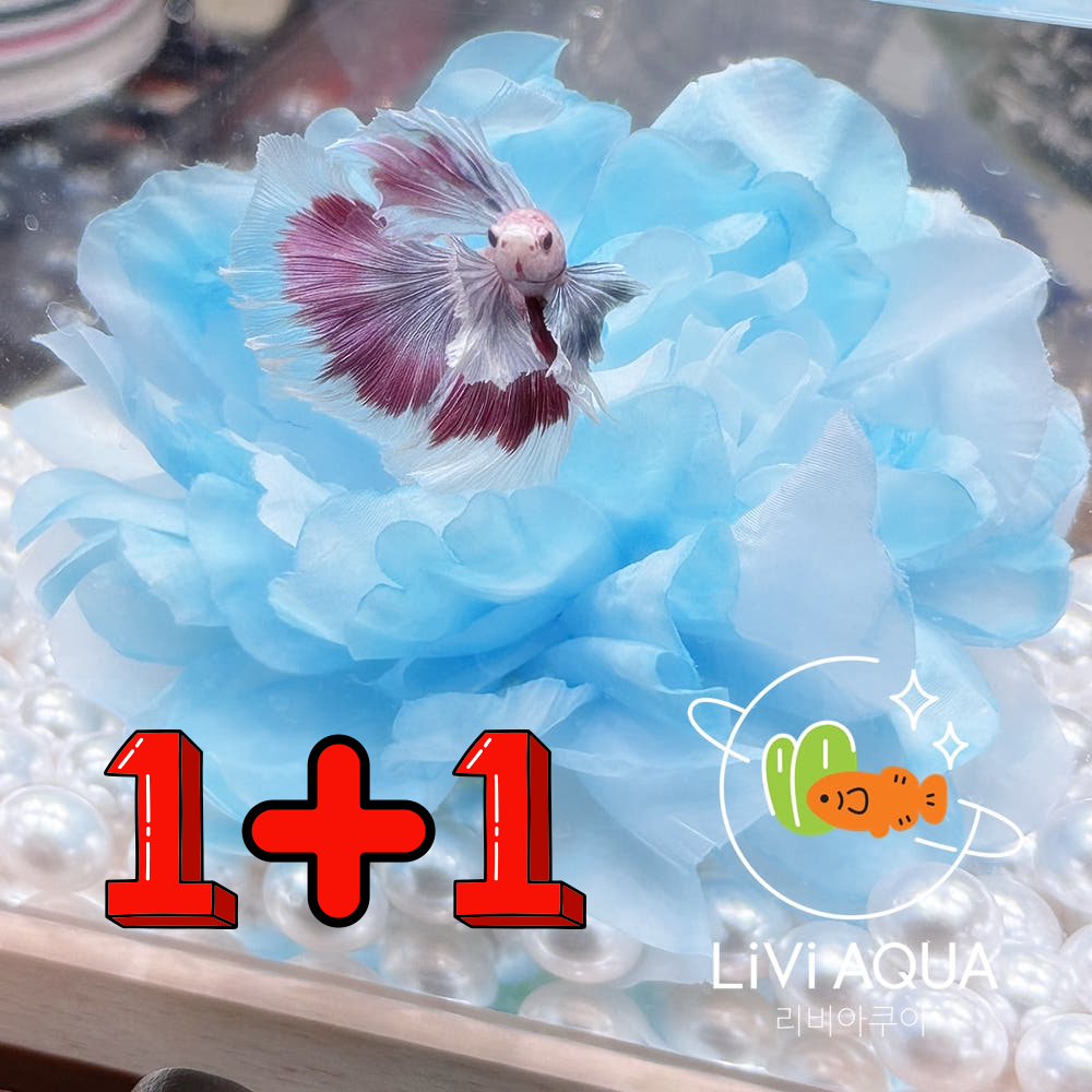 베타꽃침대 1+1 베타 어항꾸미기 은신처 8,500원