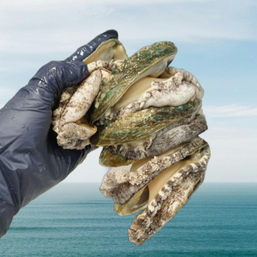 산지직송 두툼한 완도 활 전복 32,900원