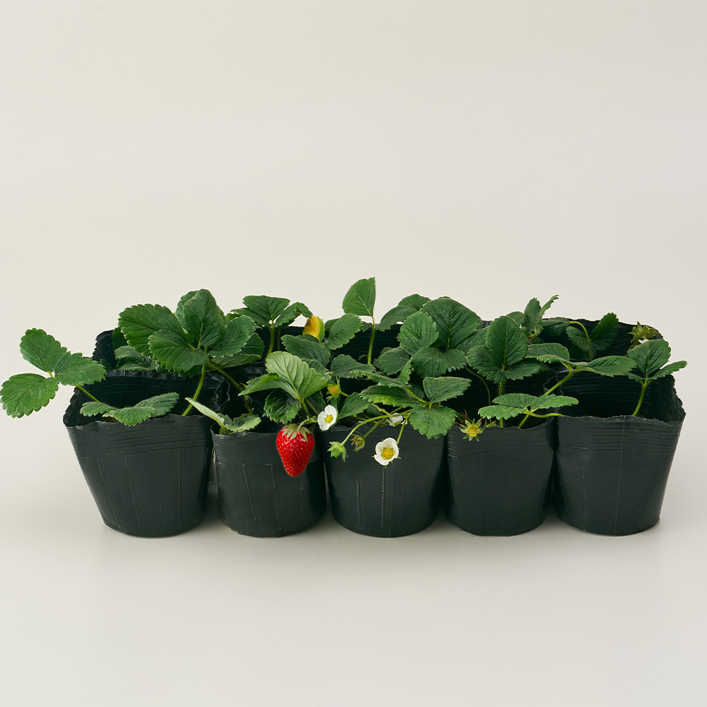 [로켓프레시] 농업회사법인 주식회사 코코도르팜 텃밭가꾸기 설향 딸기 모종 16,900원