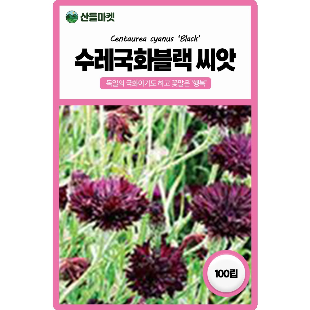 산들마켓 블랙 수레국화 꽃씨앗 100립 초콜릿빛 일년생 독일 국화꽃씨 종자 2,800원