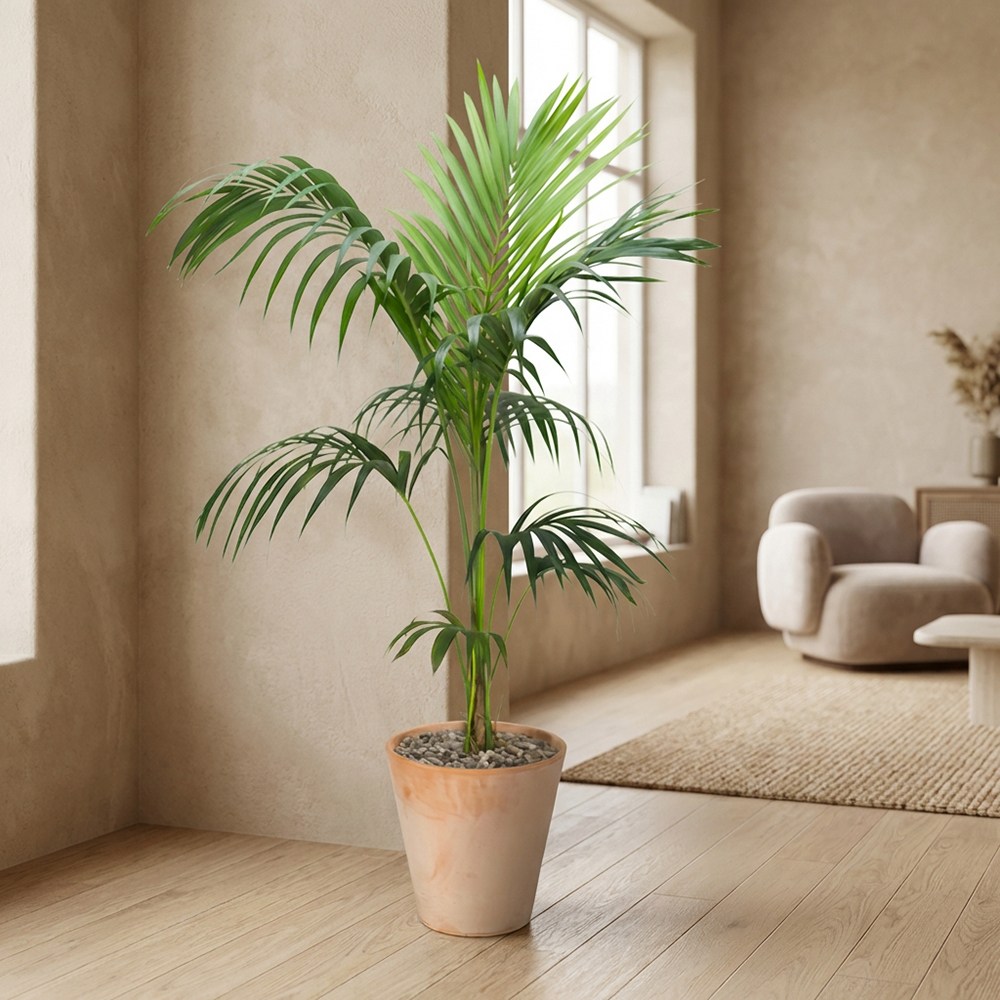 대형 겐차야자 이국적인 카페식물 실내인테리어화분 179,000원