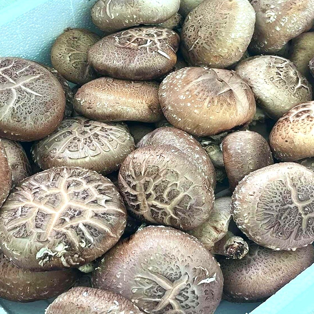 이른밭 국내산 생표고버섯 못난이 표고버섯 28,900원