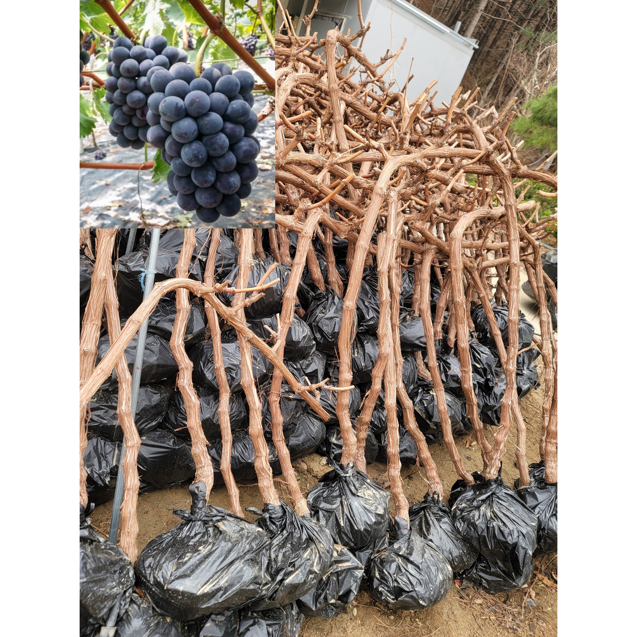 샤인머스켓 청포도 묘목 5년생 결실주 32,000원