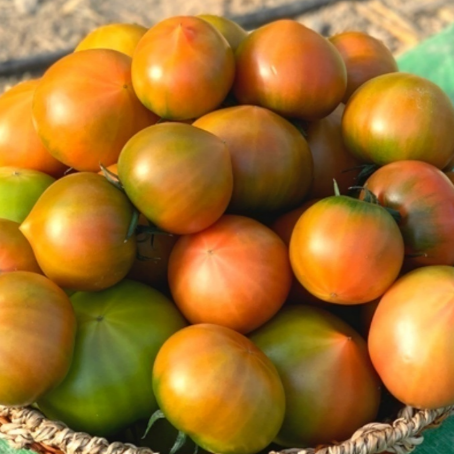 [산지직송] 프리미엄 대저토마토 짭짤이 5kg 못난이 랜덤과(2S~L) 30,210원