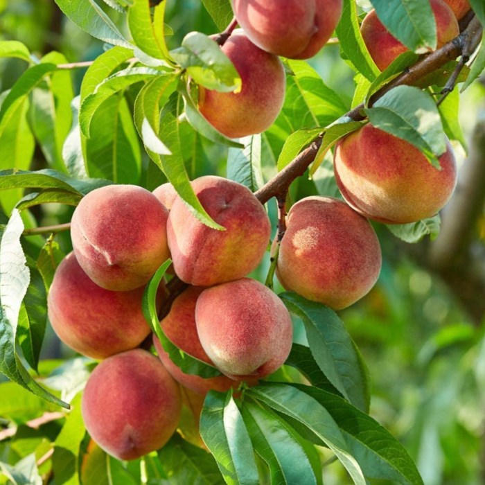 목하원예조경 복숭아나무(경봉 백도 복숭아) 접목1년생 묘목 대과종 노지월동 8,020원