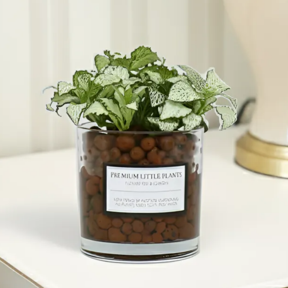 피오그린 천연 가습기 원통유리 하이드로볼 수경세트 공기정화식물 거실인테리어, 1개, 25 화이트스타 16,900원