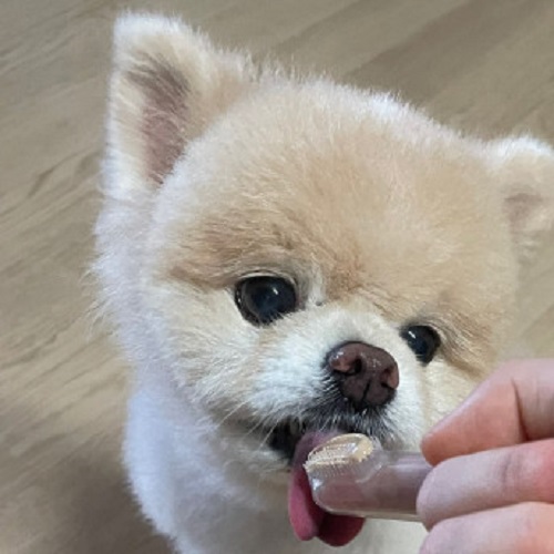 100%국내제조 하이비 애견용 실리콘 손가락팻칫솔1P+케이스1P , 반려견 2,780원