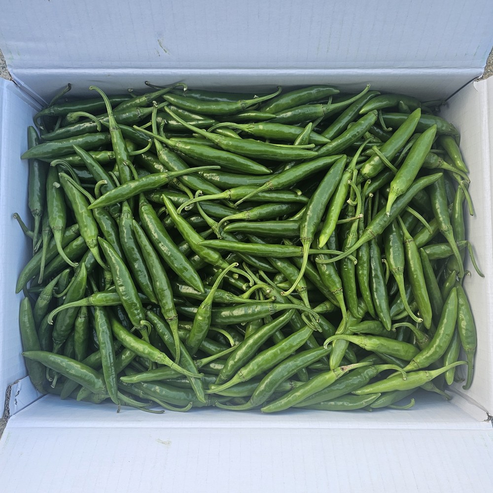 클릭마켓 최상급 청양고추 특품 매운 고추 땡초 청량고추, 1개, 특 5kg 39,800원