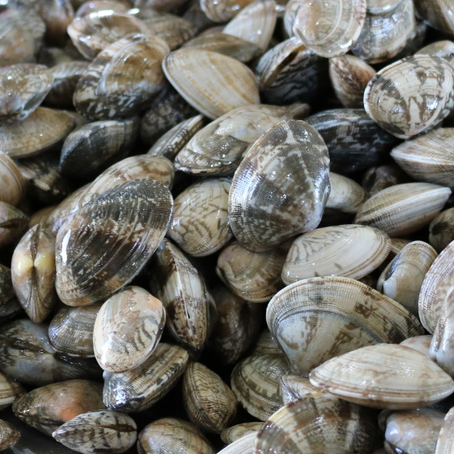 고창 하전갯벌 참바지락 조개 8,500원