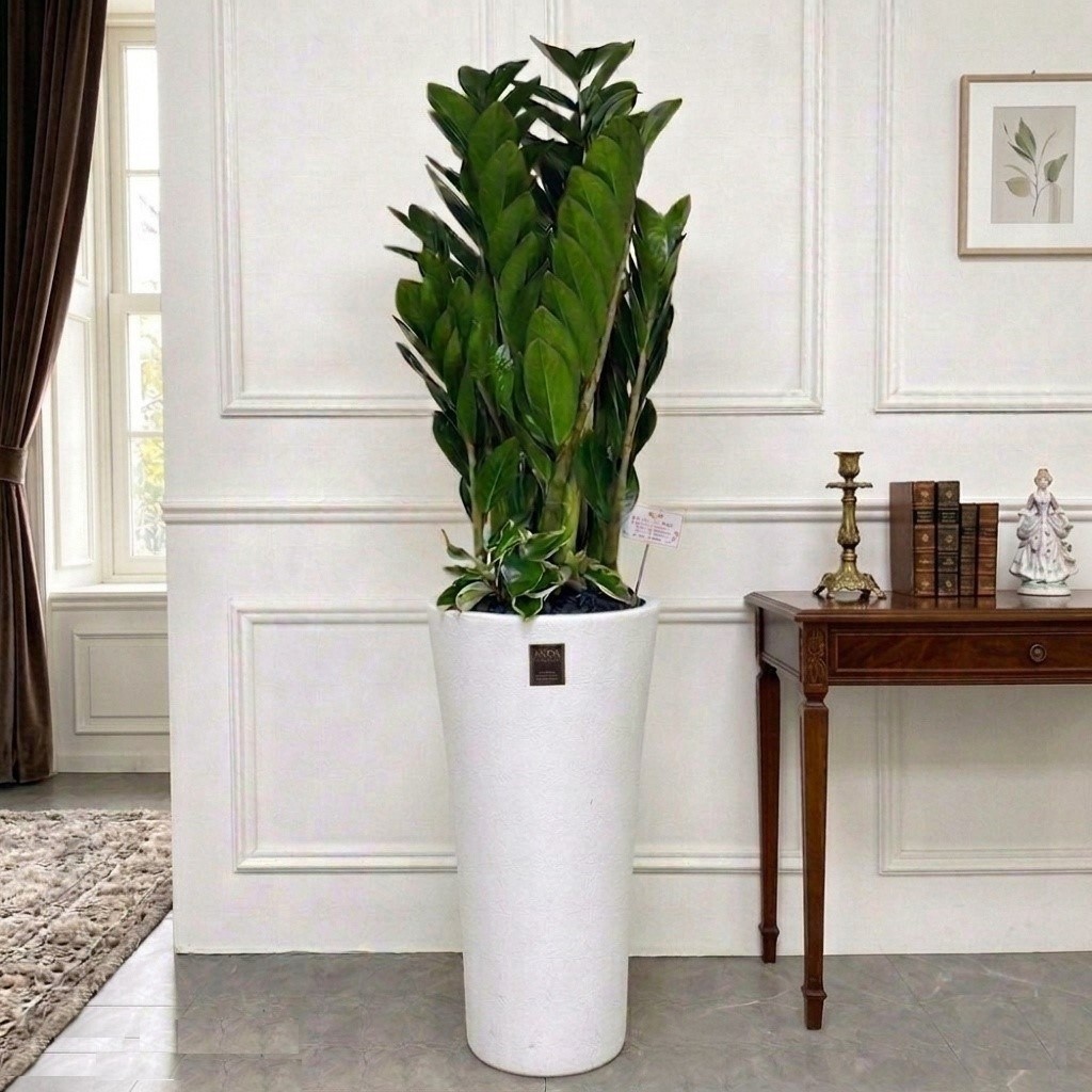 에코플랜트(서랍형받침증정+리본+당일배송) 금전수 개업 사무실 이전 병원 개원 식당 개업식 축하 화분, 01.금전수, 1개 69,650원