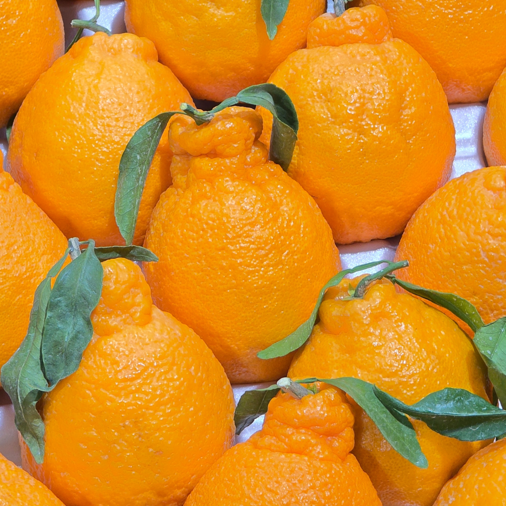 고당도선별 제주 한라봉 초신선 특가세일, 1개, 5kg 중대과 (15~23과) 27,890원