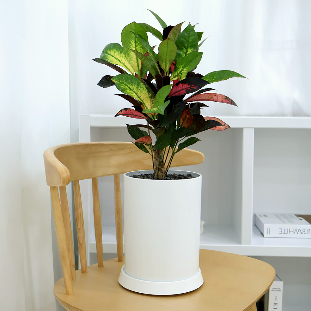 개업선물 BEST 1위 : 아이스 크로톤 (높이 65cm내외) i-0540 [전국당일배송] 인테리어 식물 축하 집들이 선물 개원, 1개 60,800원