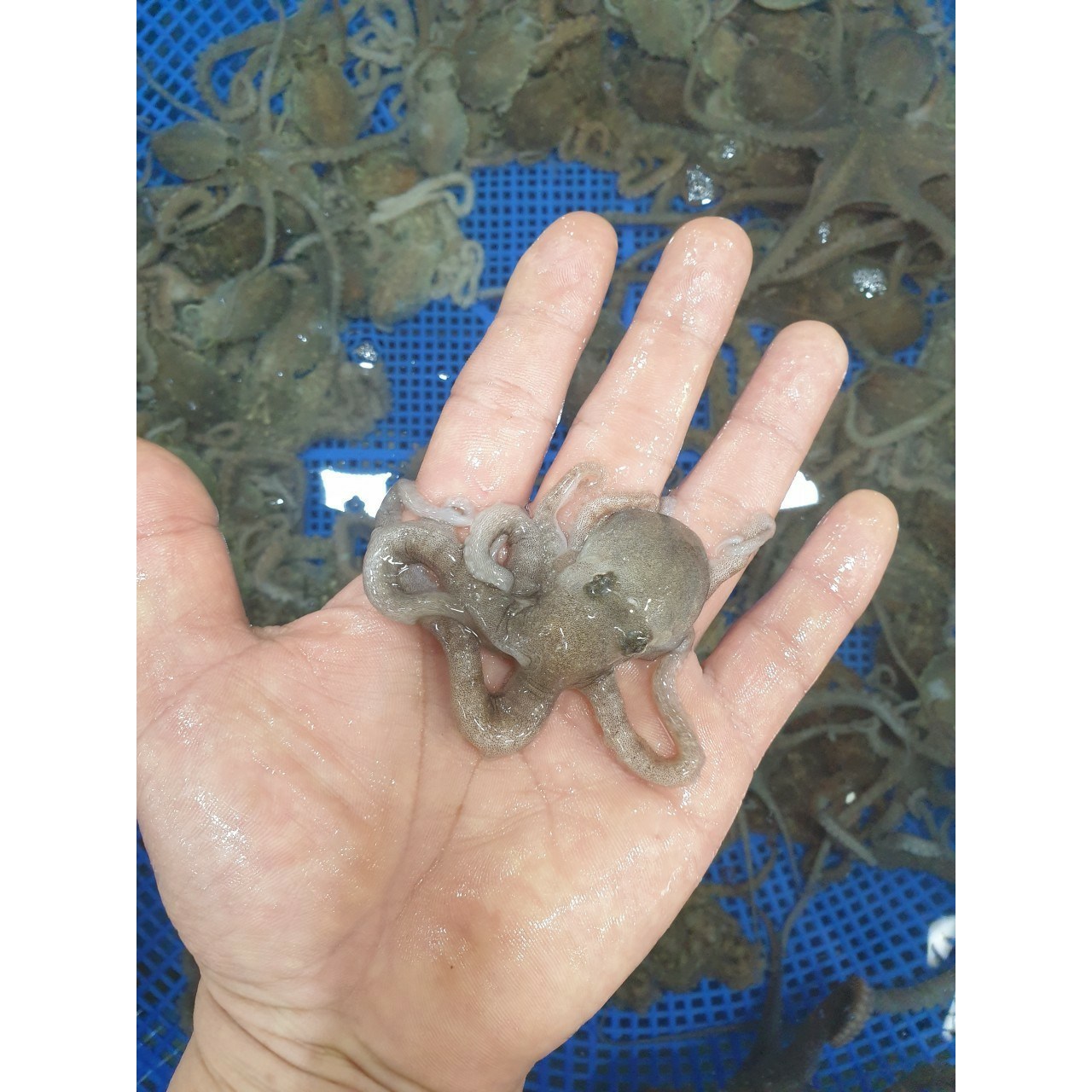 [신안,목포 특산] 타우린과 무기질,아미노산이 풍부한 생물 낙지(산소포장) 115,000원