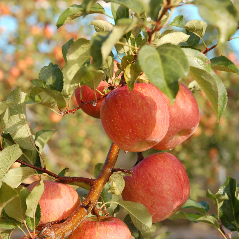 [재구매율98%] 16brix 꿀사과 부사 사과 48,000원