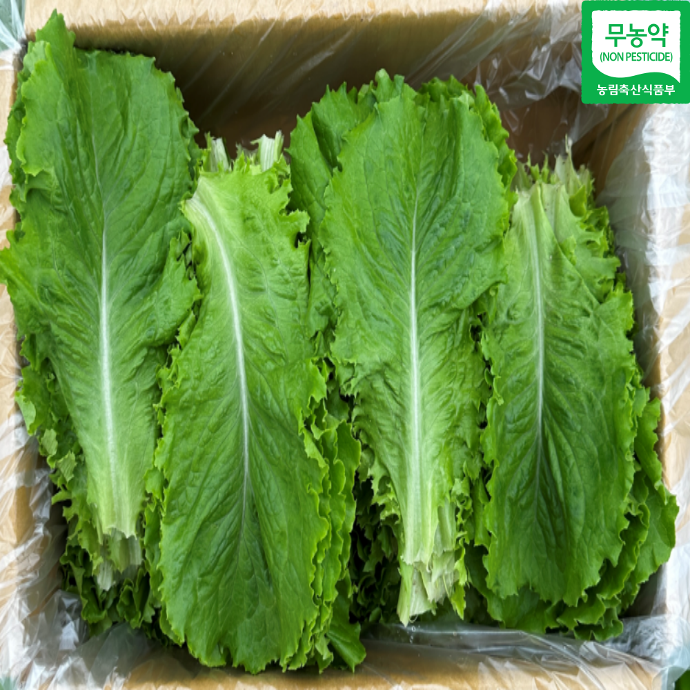 무농약 로메인 유러피안 샐러드 상추 쌈채소 샐러드채소 친환경 잎로메인 당일수확, 1박스, 1kg 9,900원