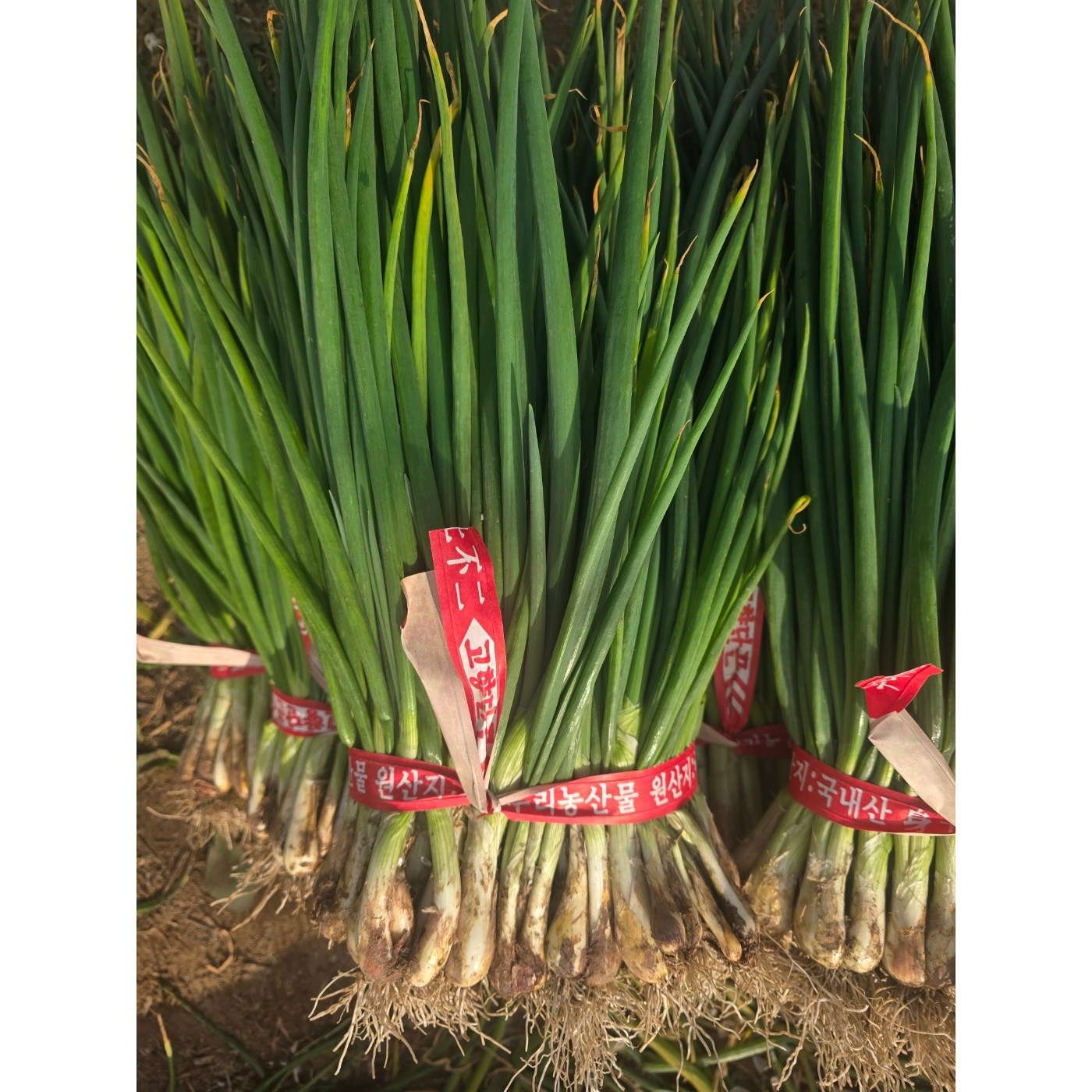 여수 흙쪽파 당일수확 신선한 산지직송, 5개, 1kg 36,080원