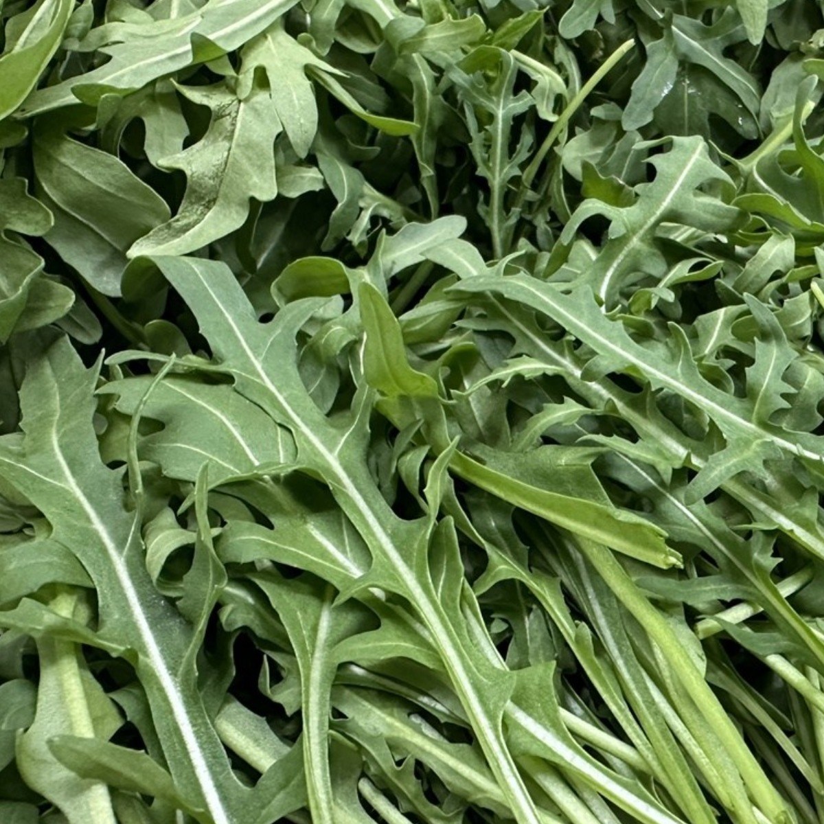 와일드 루꼴라 알싸한 향 샐러드 채소, 1kg, 1개 32,600원