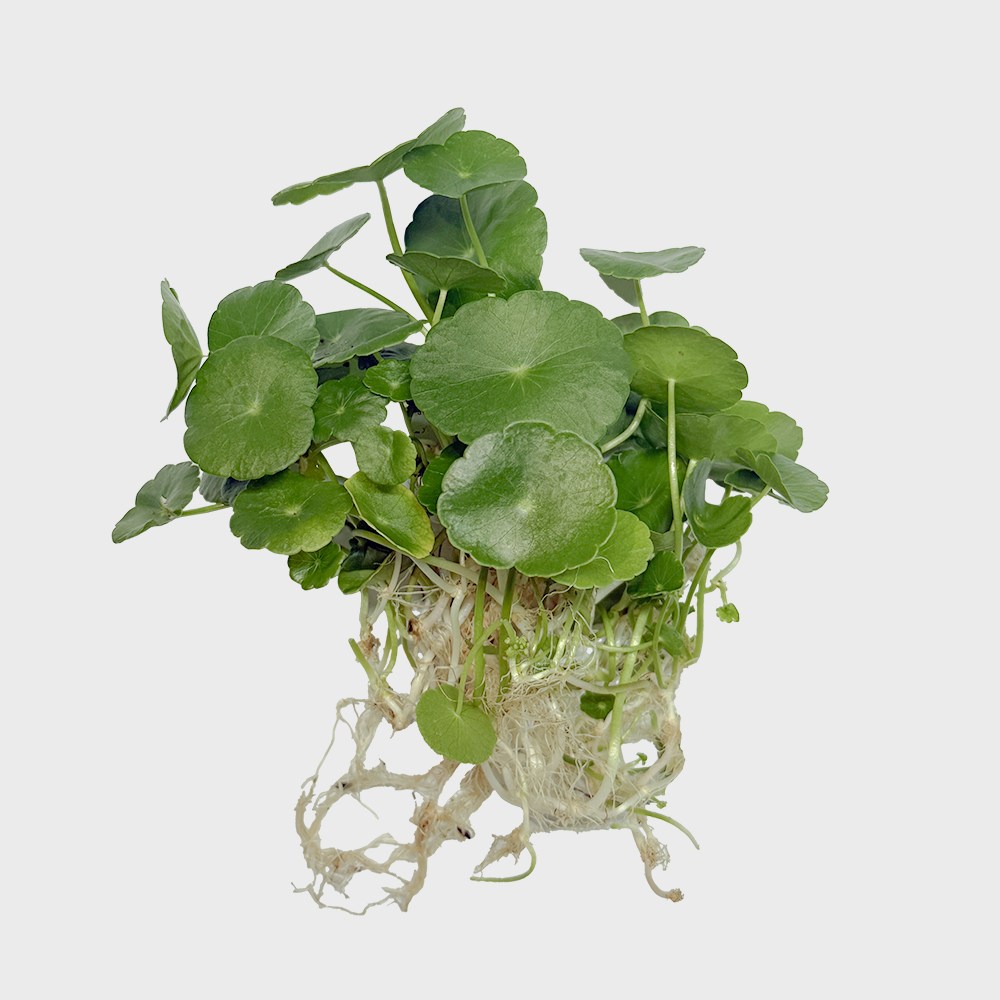 메이크정글 흙 없이 키우기 쉬운 수경재배 흙 세척 식물 모음 6,770원