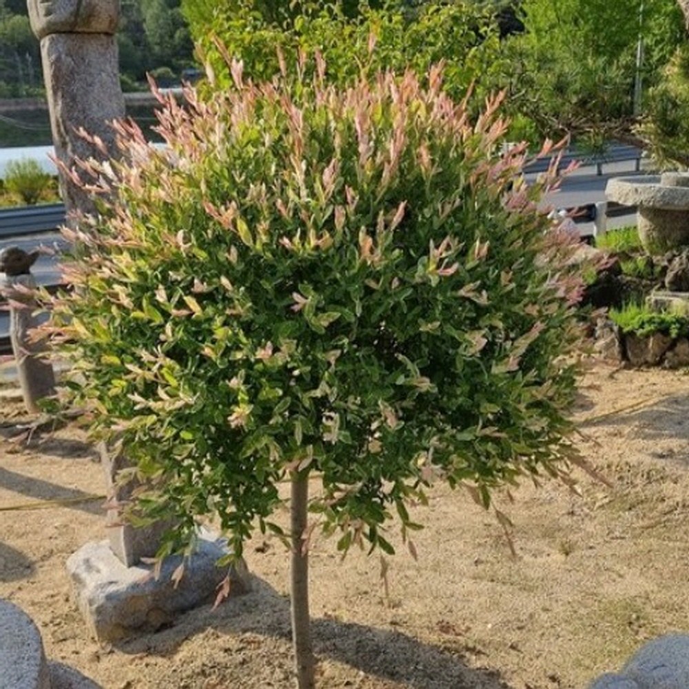 플라밍고셀릭스 나무 4년 분묘 삼색버드나무 셀렉스 묘목 화이트핑크셀릭스 35,000원