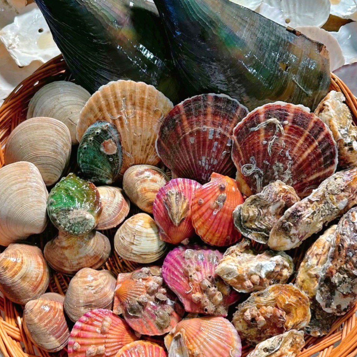 영롱한수산 제철 모듬 조개 고급세트 (7가지 종류) 4kg, 1개, 고급세트(4kg) 39,700원