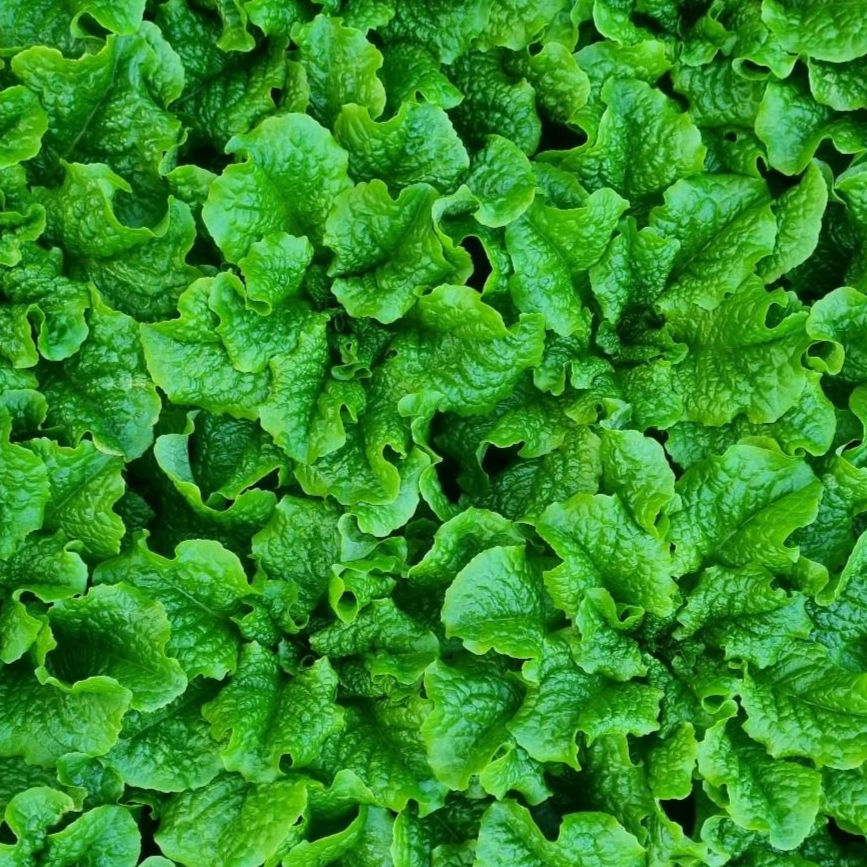 [산지직송] 당일수확 !!적상추 꽃상추, 1박스, 2kg 109,000원