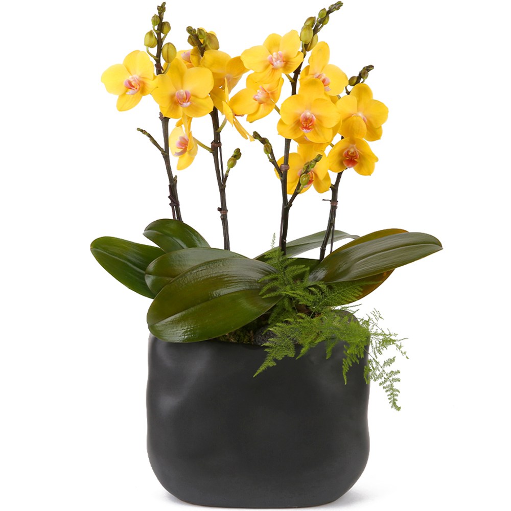 119플라워 (당일배송) 골드킹 금빛서양난 ST-H472 서양난 미니호접 호접난 행사용 환갑 승진 영전 전시회 개업 전국꽃배달 생일 기념일 꽃선물 꽃배달, 1개 96,000원