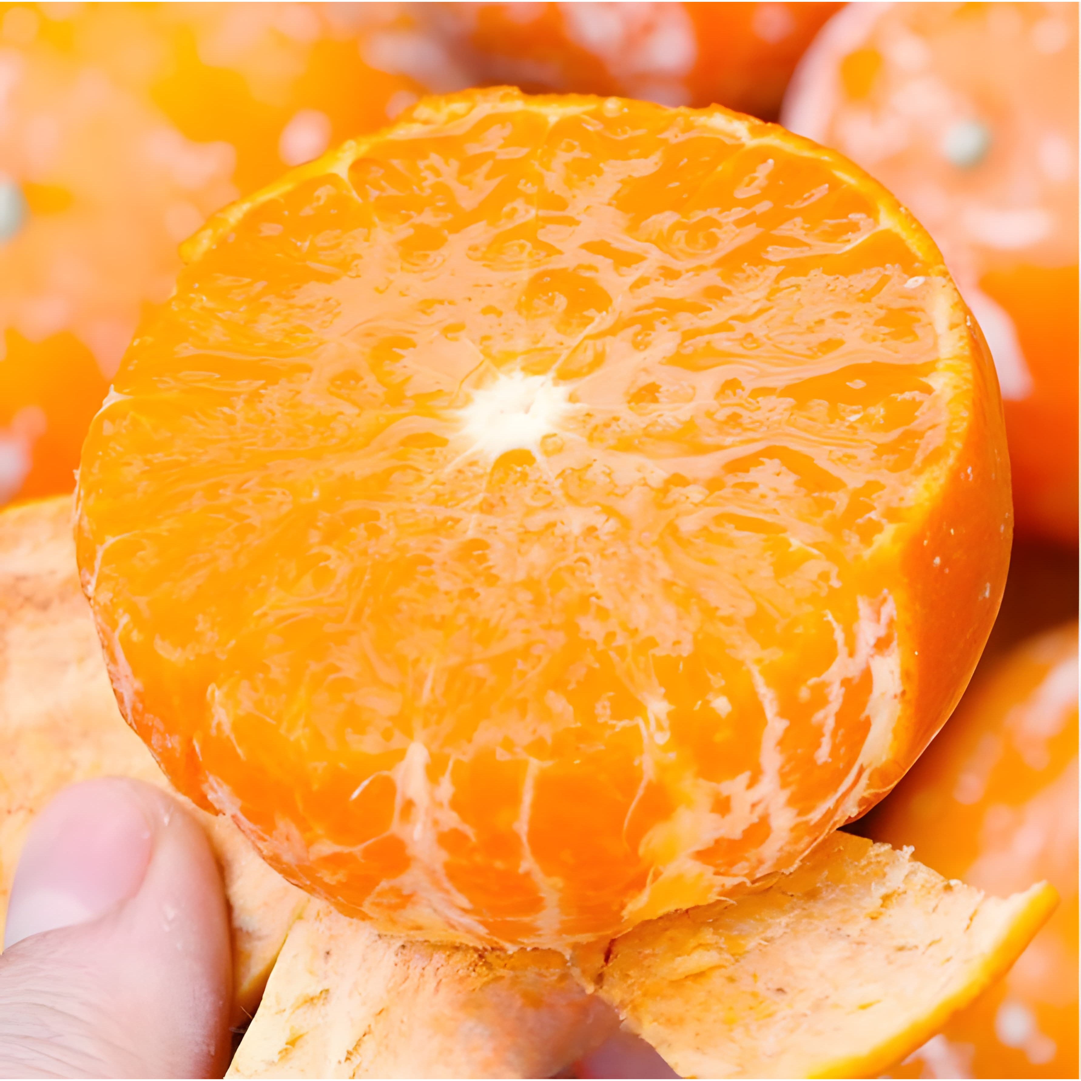 [황금당도보장] 입안꿀가득 제주직송 프리미엄 타이벡감귤 21,900원