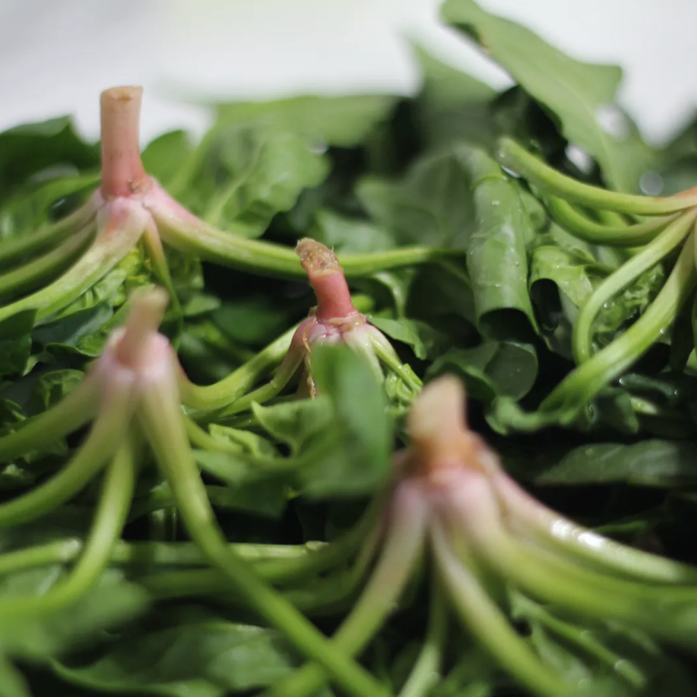 [산지직송] 신선대장 제철 남해 노지 보물초 시금치 특가, 1박스, 2kg 26,700원