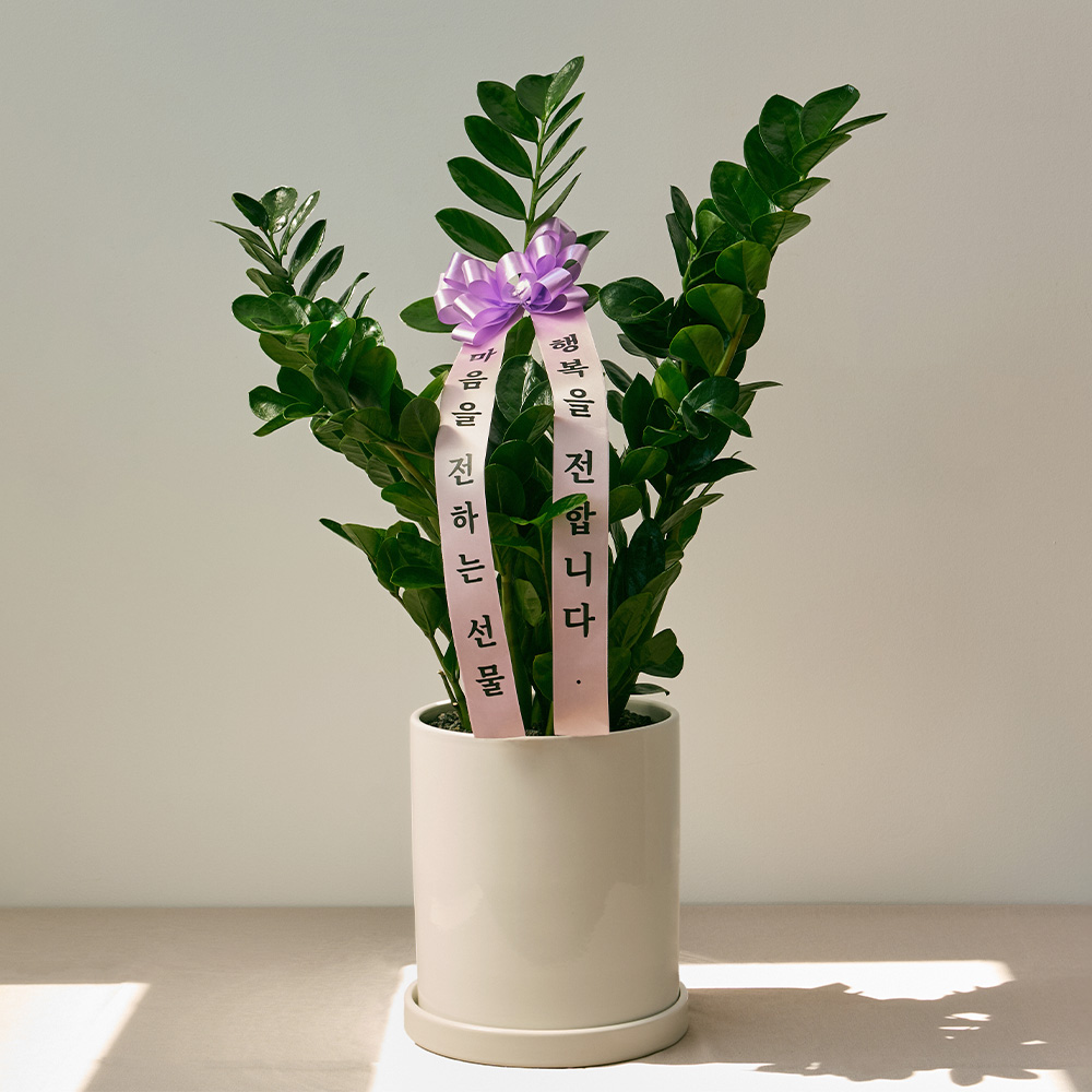 [로켓프레시] 코코도르팜 도자기 화분 20호 + 문구리본 + 금전수 돈나무 리본화환 세트, 그린, 1세트 55,000원