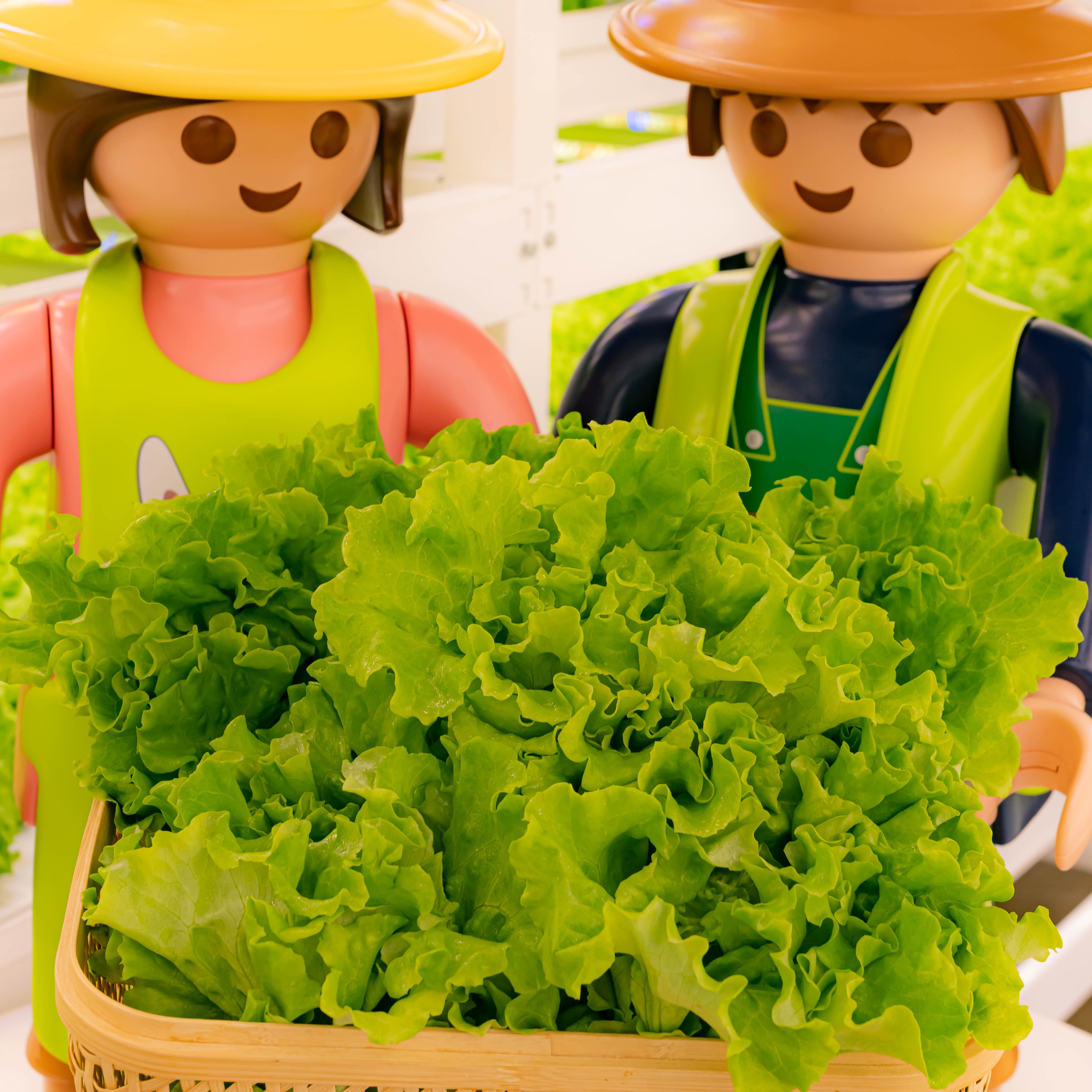 [무농약 카이피라 1kg] 유럽상추 유러피안샐러드 샐러드야채 샐러드채소 쌈채소 샐리의식탁, 1개, 1kg 10,900원